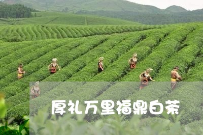 厚礼万里福鼎白茶/2023061617480