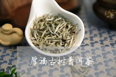 厚福古树普洱茶/2023101608290