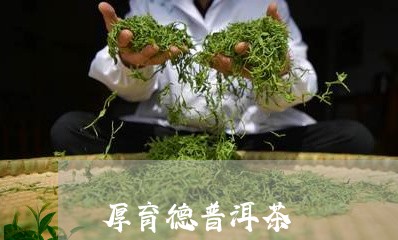 厚育德普洱茶/2023042507619