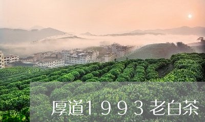 厚道1993老白茶/2023071328047