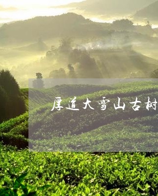 厚道大雪山古树普洱茶/2023092642604