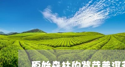 原始森林的紫芽普洱茶/2023120620483