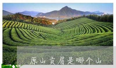 原山贡眉是哪个山/2023090951693