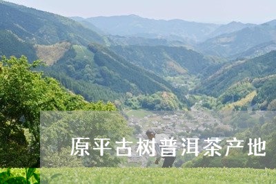 原平古树普洱茶产地/2023082972624