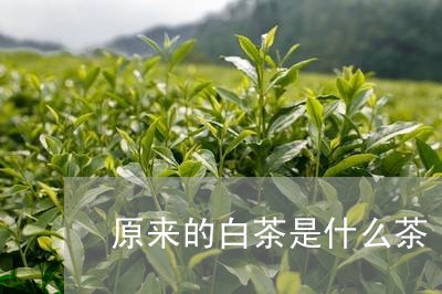 原来的白茶是什么茶/2023081340613