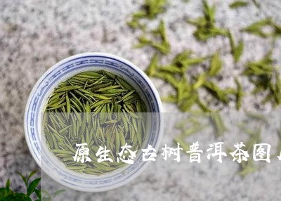 原生态古树普洱茶图片/2023092662604