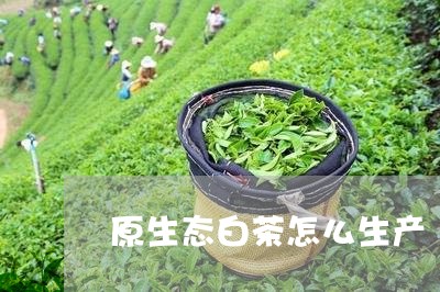 原生态白茶怎么生产/2023121707472