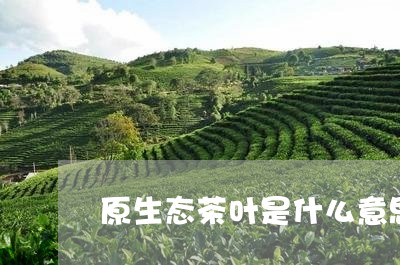 原生态茶叶是什么意思/2023061105160