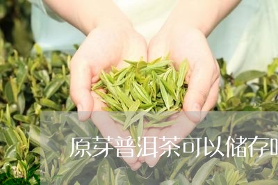 原芽普洱茶可以储存吗/2023092973937