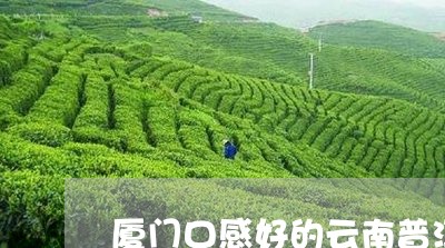 厦门口感好的云南普洱茶推荐/2023082963928