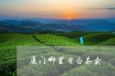 厦门哪里有白茶卖/2023061630503