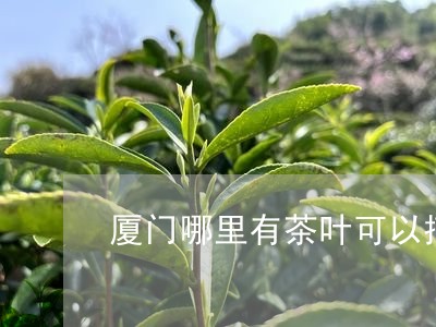 厦门哪里有茶叶可以摘/2023061171747