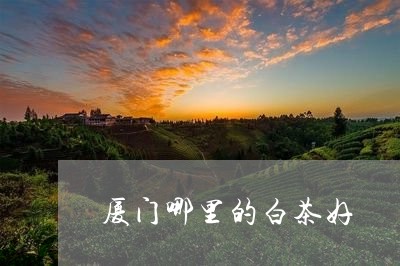 厦门哪里的白茶好/2023061664057