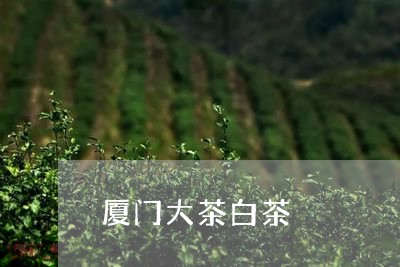 厦门大茶白茶/2023051317060