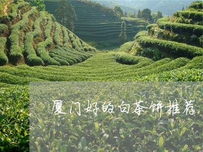 厦门好的白茶饼推荐/2023081373936