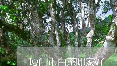 厦门市白茶哪家好/2023061558604