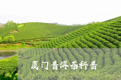 厦门普洱茶科普/2023082987451