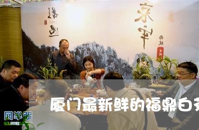 厦门最新鲜的福鼎白茶/2023120839291