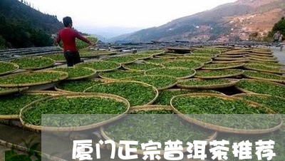 厦门正宗普洱茶推荐/2023110525149