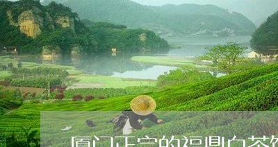 厦门正宗的福鼎白茶饼/2023120777170