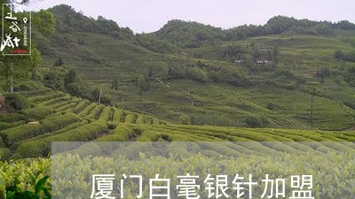 厦门白毫银针加盟/2023061567385