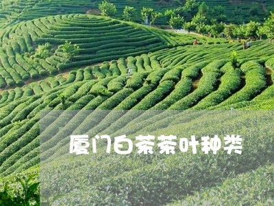 厦门白茶茶叶种类/2023061552803