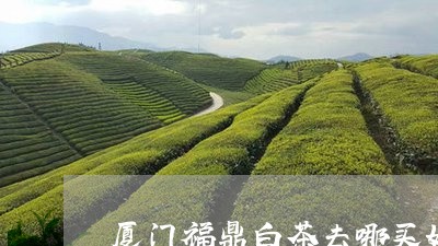 厦门福鼎白茶去哪买好/2023120828259