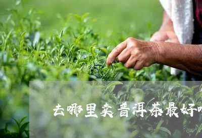 去哪里卖普洱茶最好喝的/2023082969492