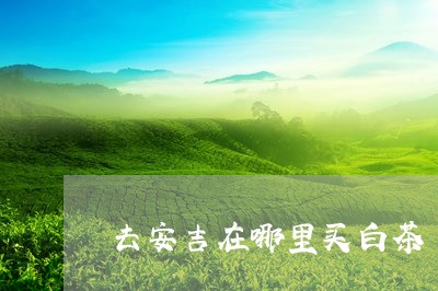 去安吉在哪里买白茶/2023071665170