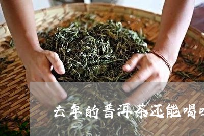 去年的普洱茶还能喝吗/2023062370591