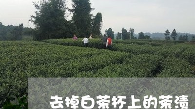 去掉白茶杯上的茶渍/2023121761593