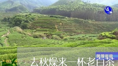 去秋燥来一杯老白茶/2023081380604