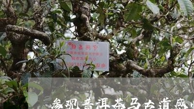 参观普洱茶马古道感受/2023120691473