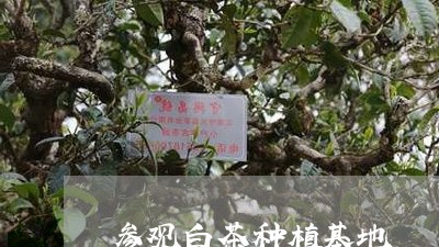 参观白茶种植基地/2023061505948