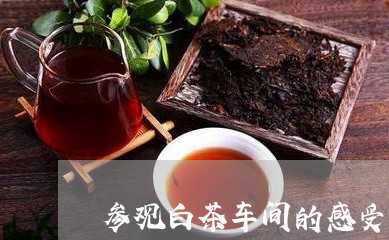 参观白茶车间的感受/2023071610605