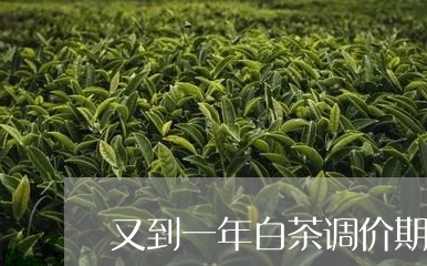 又到一年白茶调价期/2023071645381