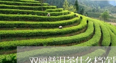 双丽普洱茶什么档次最好/2023102441705