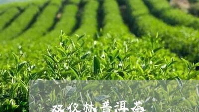 双仪林普洱茶/2023042547504