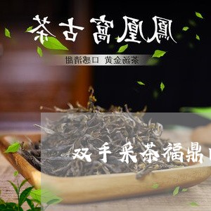 双手采茶福鼎白茶/2023061521603