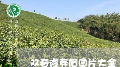 双春隆寿眉图片大全/2023121760503