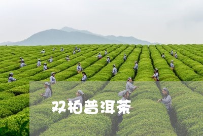 双柏普洱茶/2023090579159