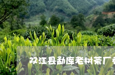 双江县勐库老树茶厂乔木王/2023051197368