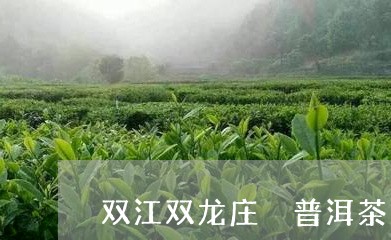 双江双龙庄蹻普洱茶/2023112462815