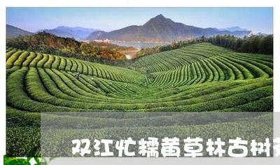 双江忙糯黄草林古树茶/2023092150381