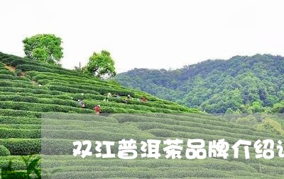 双江普洱茶品牌介绍词/2023082962936