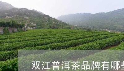 双江普洱茶品牌有哪些牌子/2023121517282