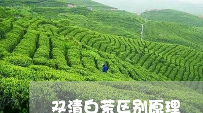 双清白茶区别原理/2023061573045