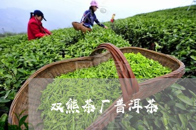 双熊茶厂普洱茶/2023121504048