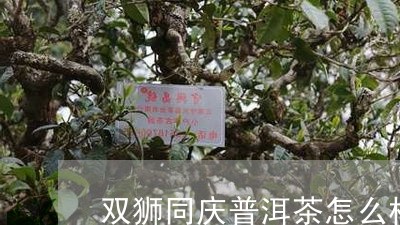 双狮同庆普洱茶怎么样/2023072283816