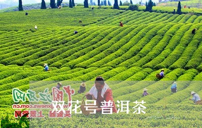 双花号普洱茶/2023042544271